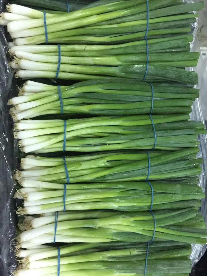 Fresh high quality green onions from Egypt