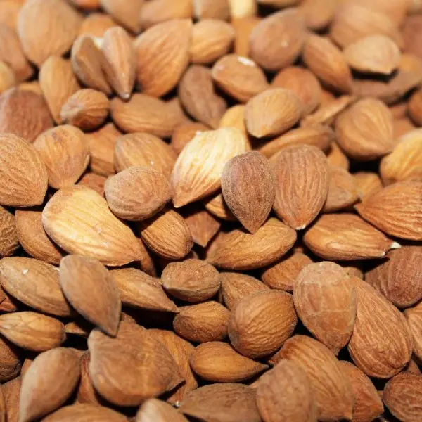 Wholesale Perfect Quality / 100% Natural Original Raw & dried Apricot Kernels