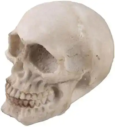 customized  handcrafted Eco friendly  resin human head  skull  sculpture  model  for home decor from India .