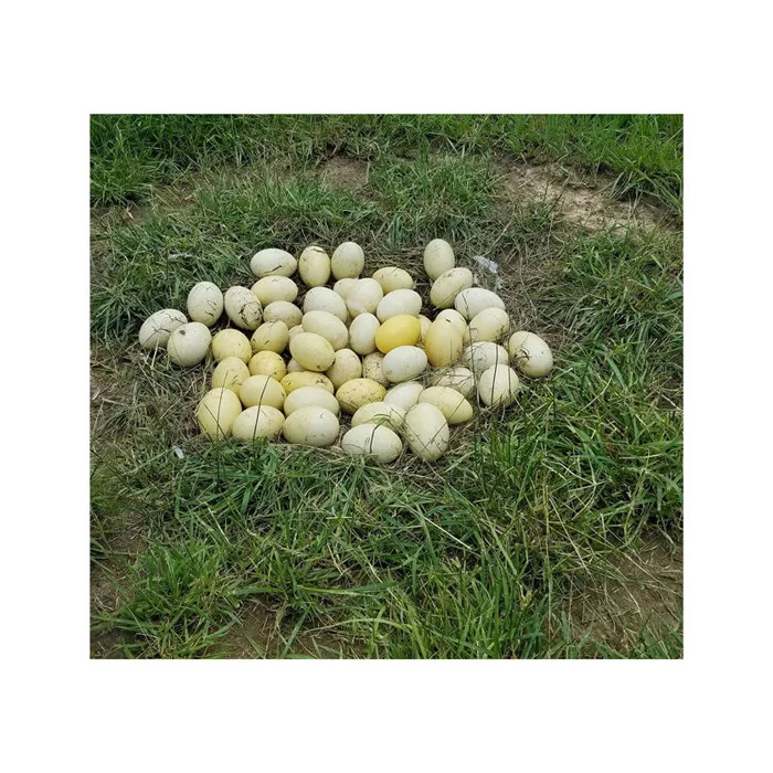 Свежие страусиные яйца