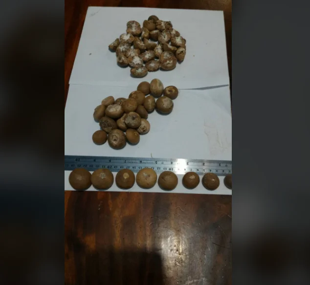 Betel Nut 12.PNG