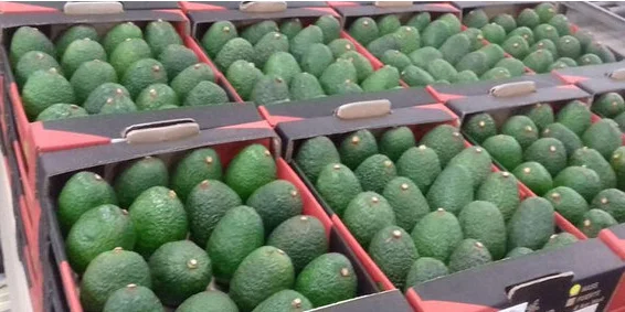 Fresh Avocados Factory Price Best quality Hass origin from Vietnam fresh green avocado fresh avocado vietnam ready for export