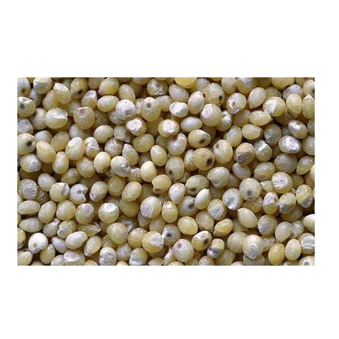 Wholesale Non GMO High Grade Good Quality Natural Healthy Bulk Organic Millet Seeds Raw Dried Red Millet Grain For Food