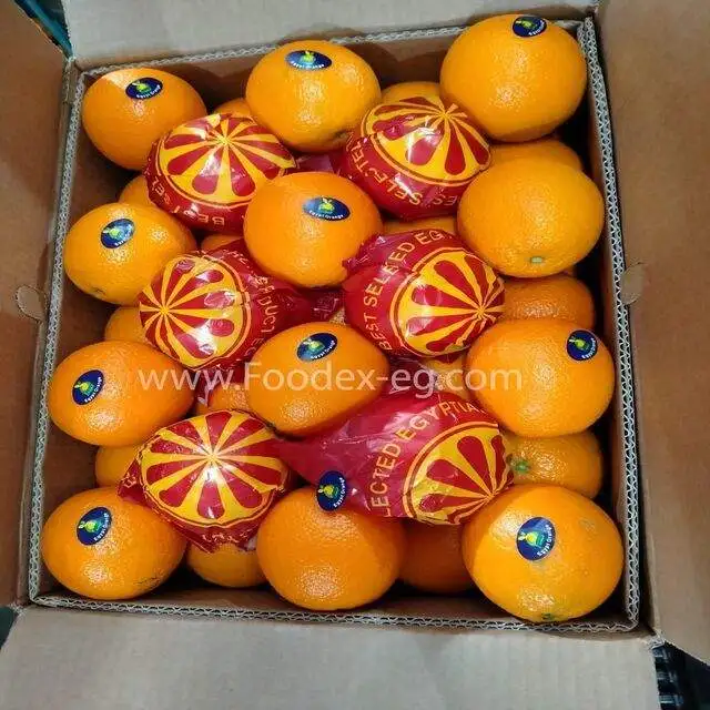 Fresh citrus fruit from Egypt Fresh orange for sale