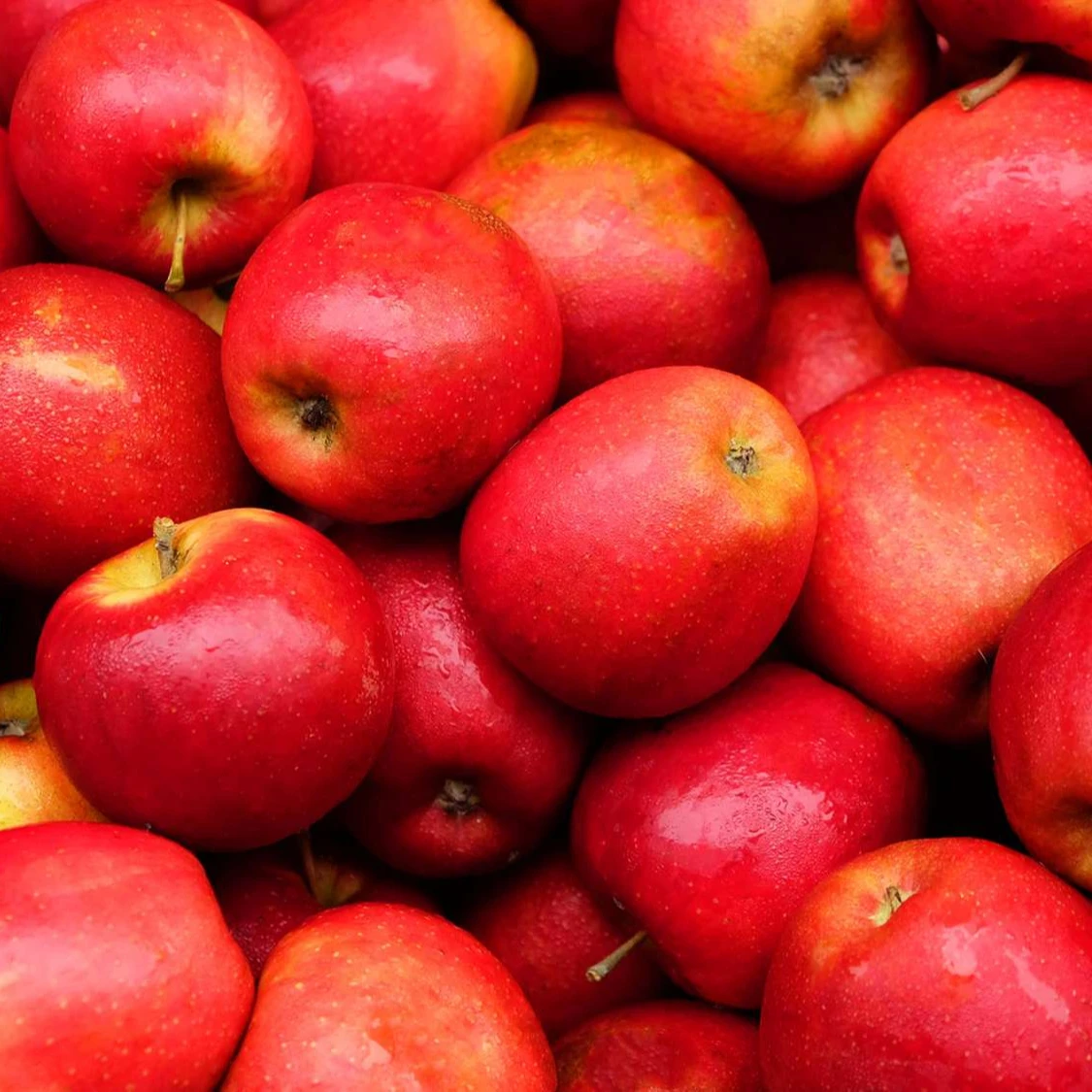 sweet fresh apple fresh fruits at wholesale