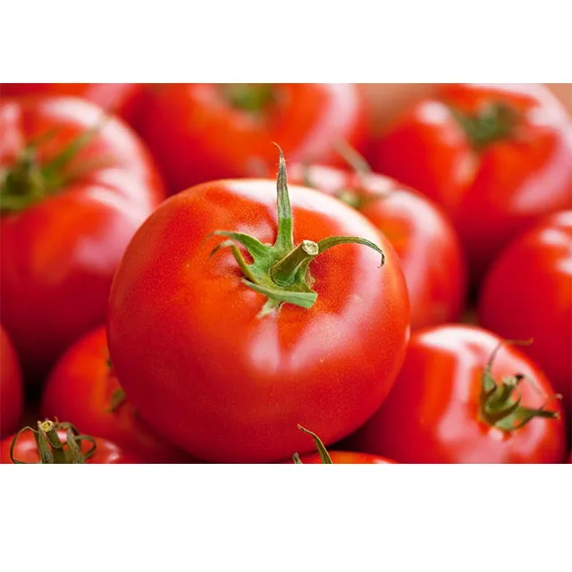 Fresh Tomato , Cherry Green Tomato , Fresh crop for sale 2023 ready to export From Etawah, Uttar Pradesh, India