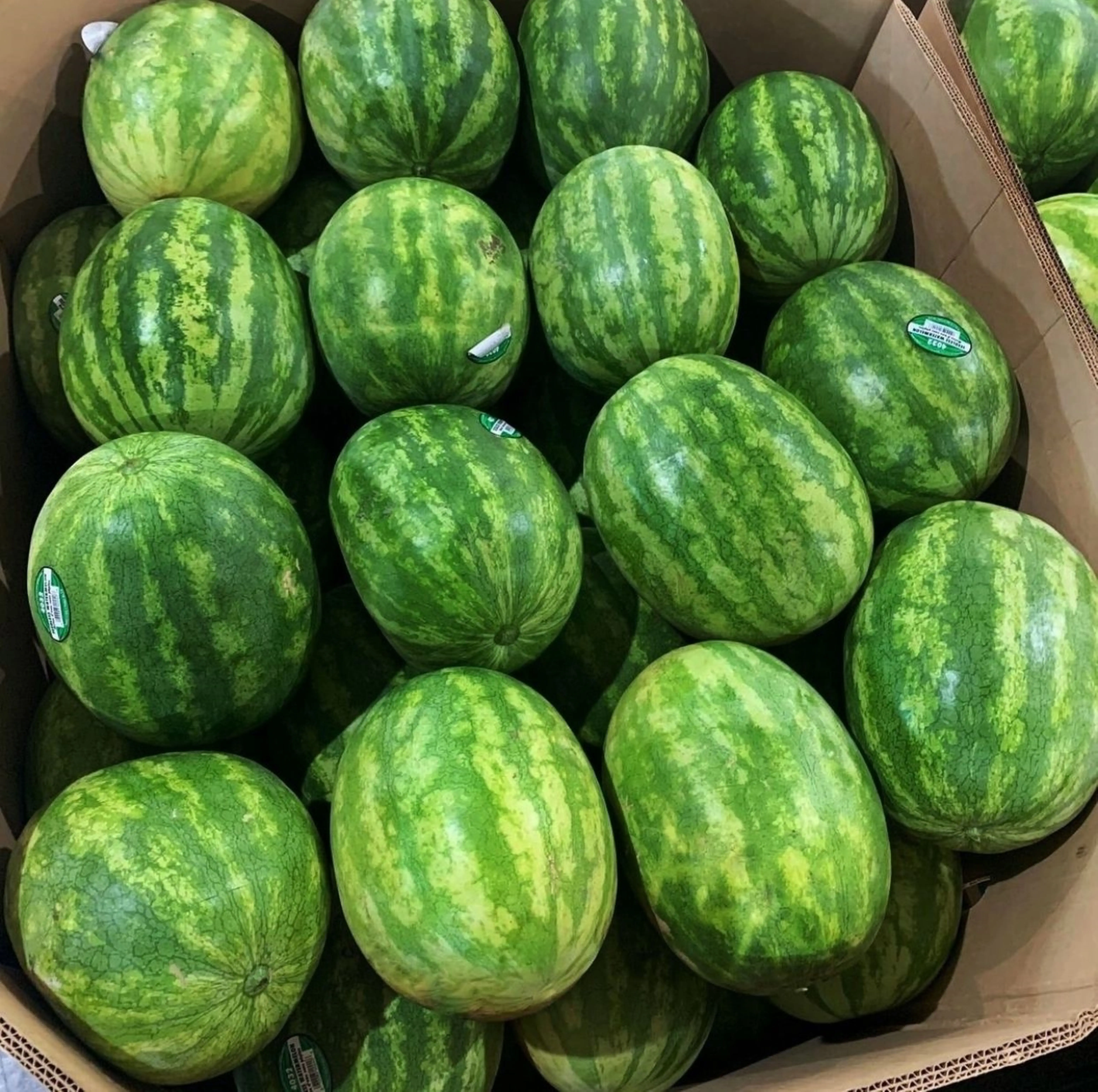 Качественные свежие арбузы доступны для продажи