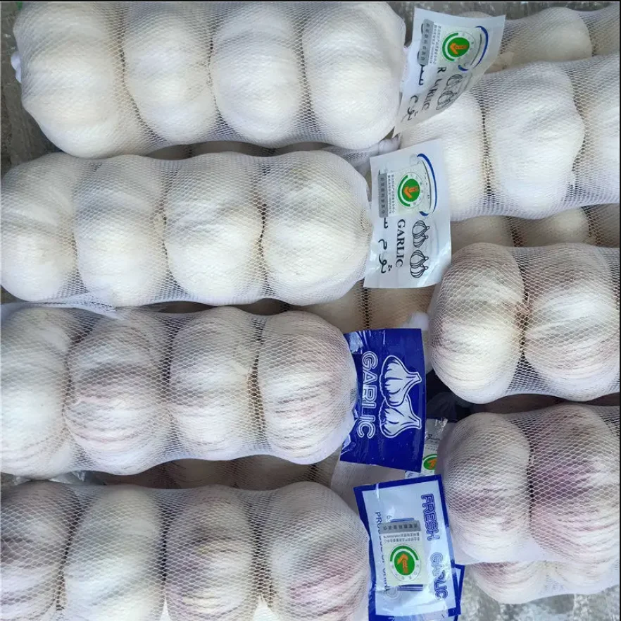 Fresh pure white garlic in  Wholesale price