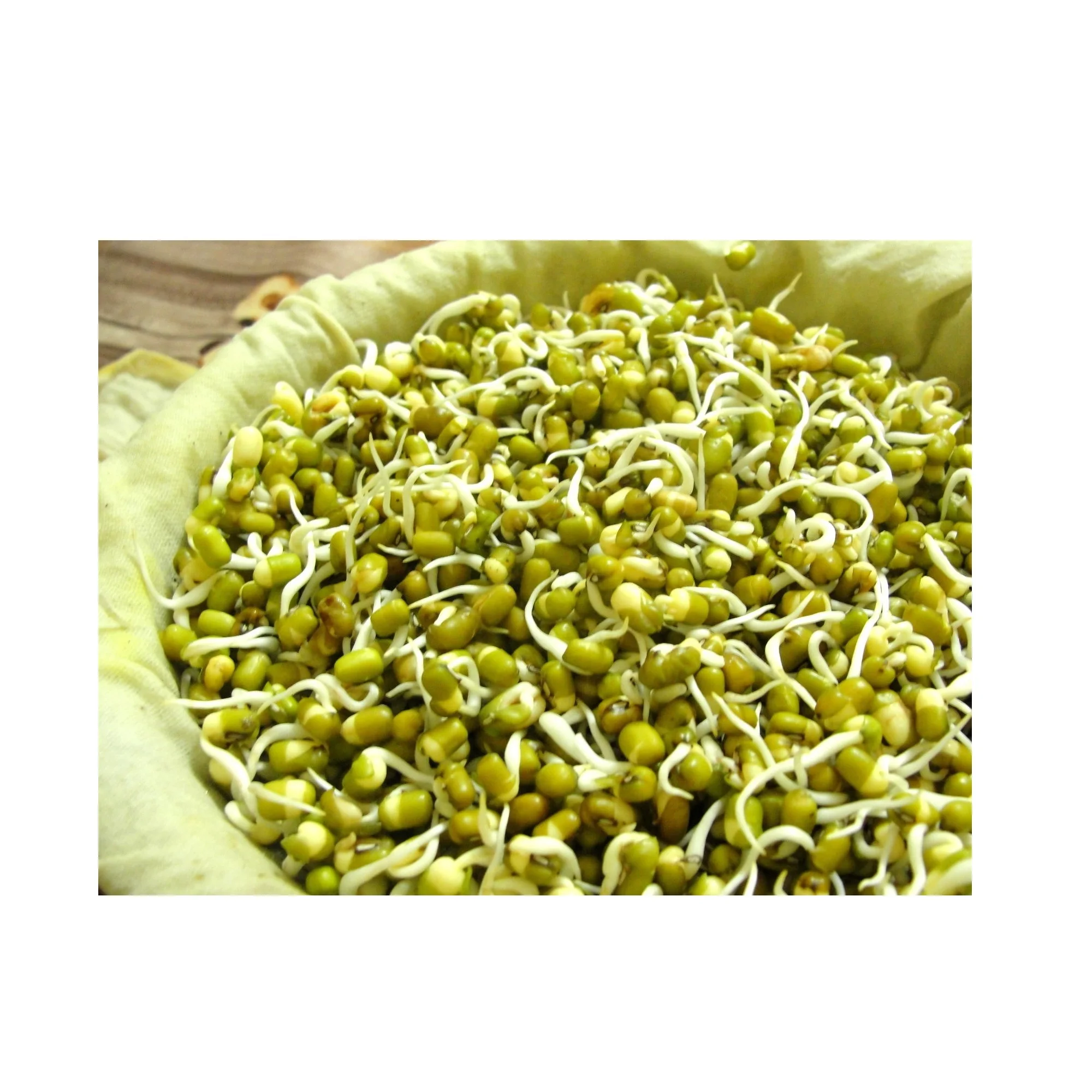 Wholesale Natural Organic High Quality Green Mung Beans For Sprouting Green Vigna Beans Green Gram Beans