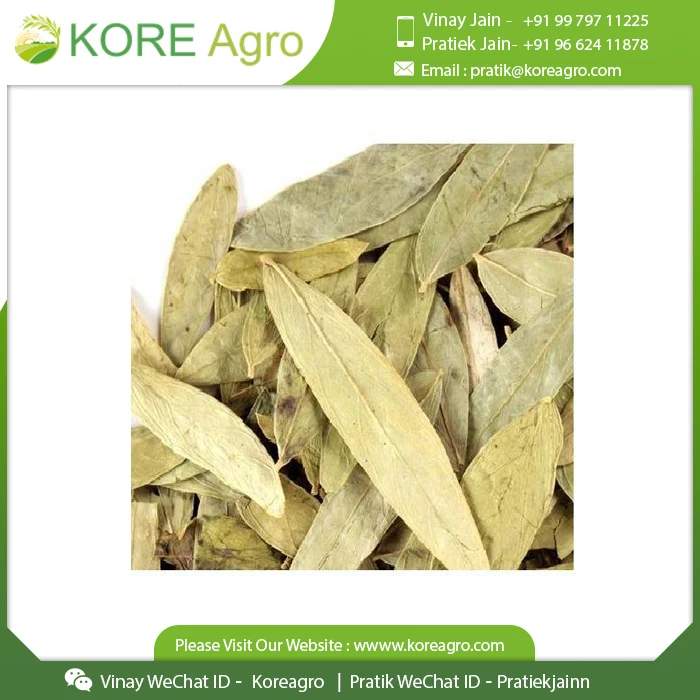 Best Quality Natural Organic Senna Leaves From Indian Supplier At Cheap Price