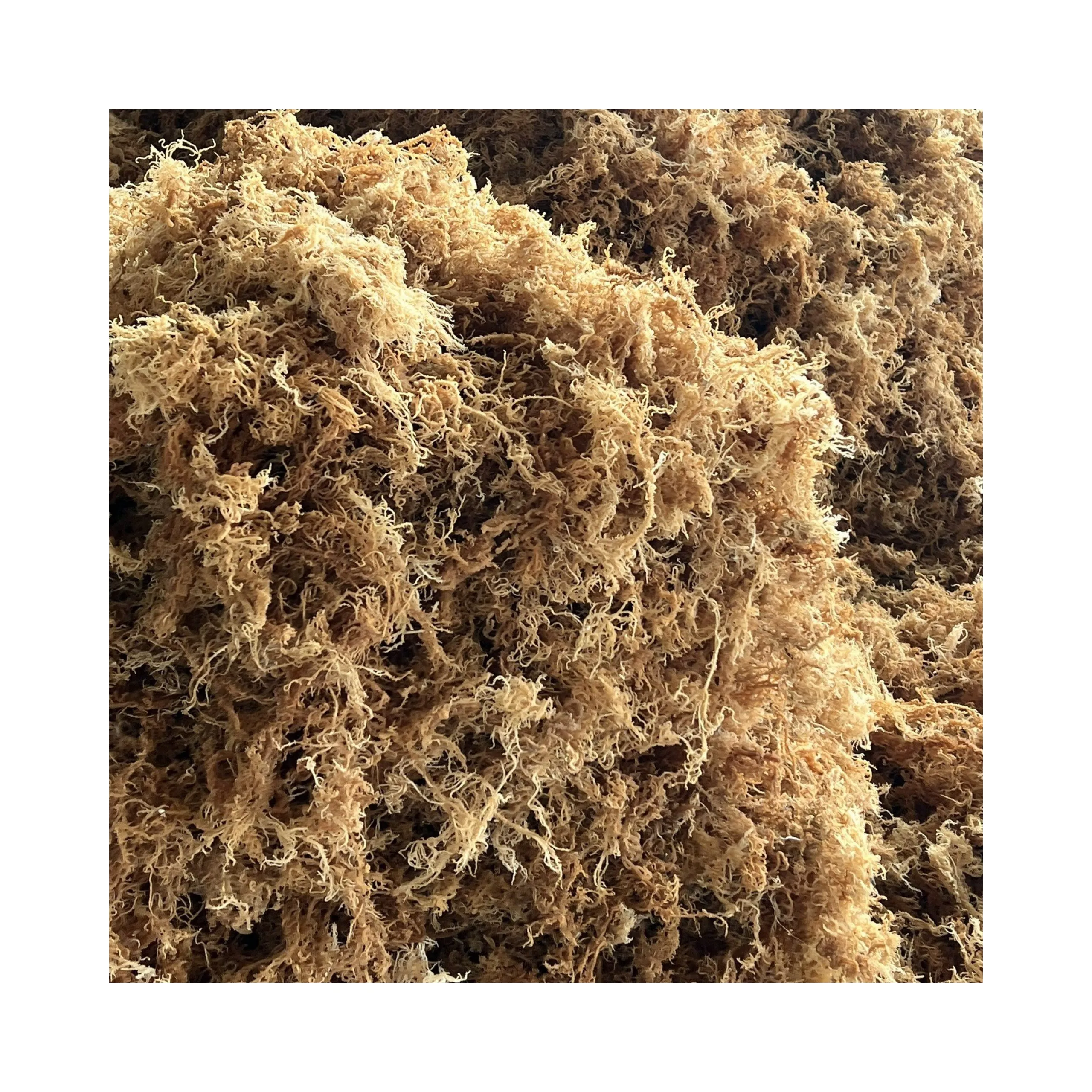 Natural Yellow Seaweed / Dried Cottonii Seaweed / Dried Sea Moss Wholesale For Producing Carrageenan