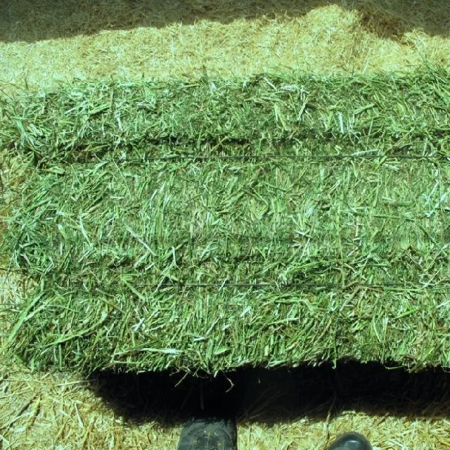 Wholesale Price Supplier of Quality lucerne hay in bulk for use as animal feed for cattle and other farm animals high quality