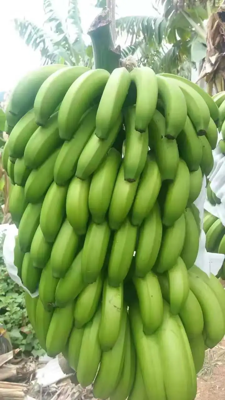 fertilizer granular npk 24-6-10 mango fertilizer for growth stage