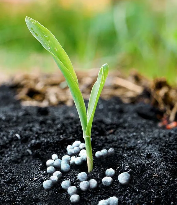 Agriculture Use Nitrogen Fertilizer Ammonium Sulfate Fertilizer