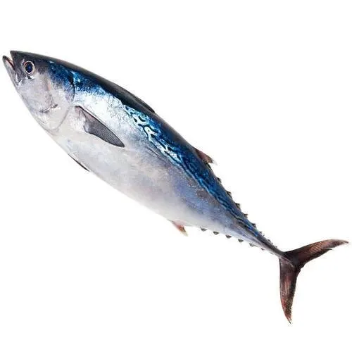 Frozen tuna Skipjack Tuna ,Bluefin Tuna for Sale