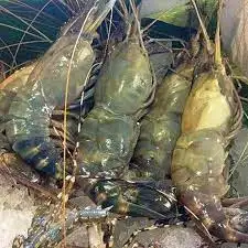 Высококачественные тигровые креветки Jumbo Prawn Black Tiger