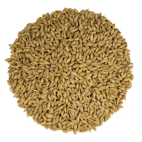 New top hot sale Barley grain hulled malted wheat for sale online barley wheat grain  discount price Wheat barley
