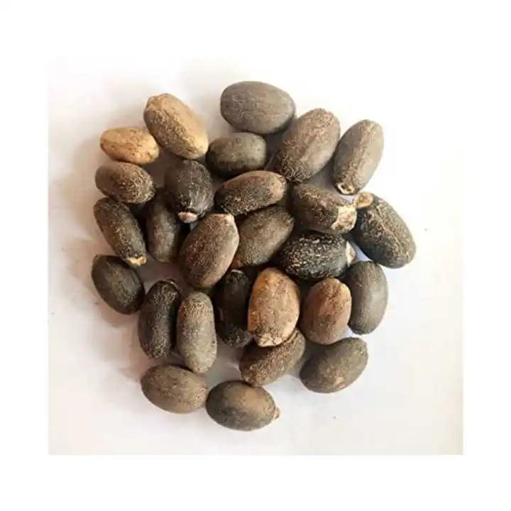 Wholesale Price Jatropha Seeds Dried Natural Jatropha Seeds for Sale