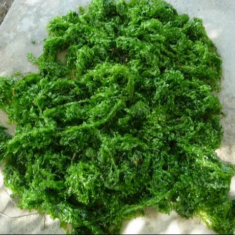 Wholesale dried/fresh green seaweed laver-ulva lactuca powder/dried sea lettuce flakes made in Vietnam