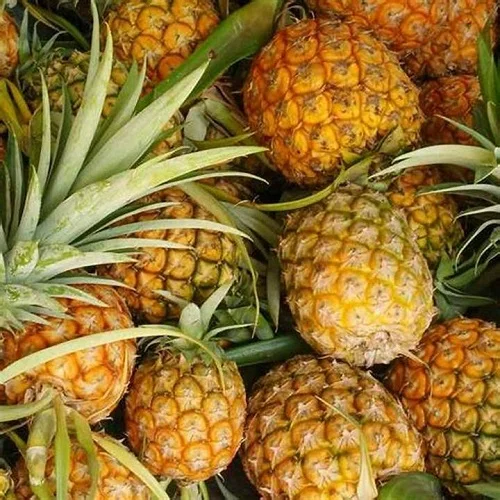 100% Pure Natural Agriculture fresh pineapple Fresh Export From USA Sweet Fresh Premium Top product High quality