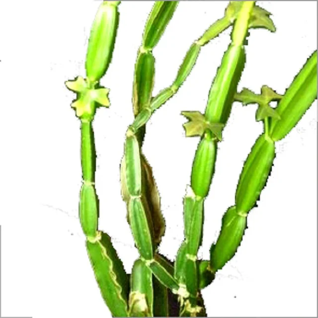 cissus quadrangularis dry powder extract from India at very cheap price and with best quality cissus in powder form