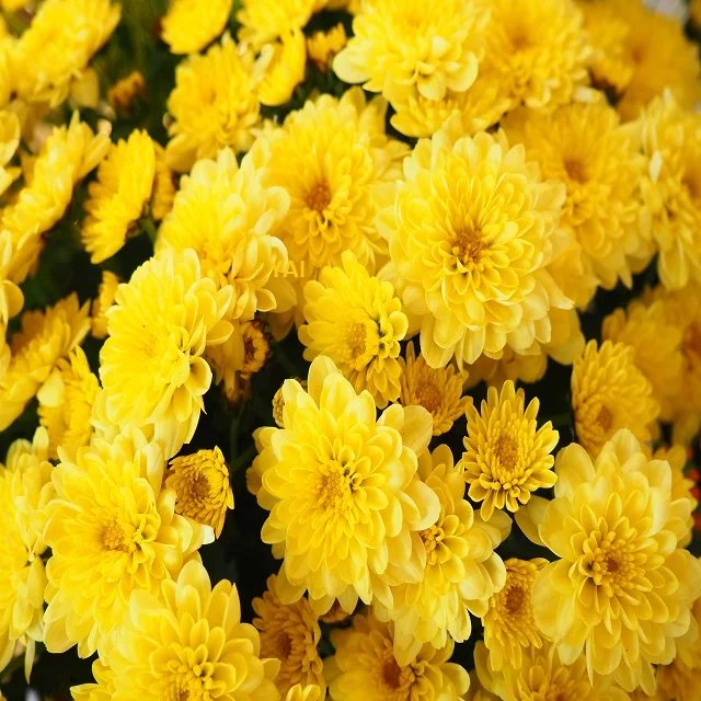 High Yield cut flower Chrysanthemum/ Guldaudi Flowers Exporters / Suppliers to  Bangka Island  from India