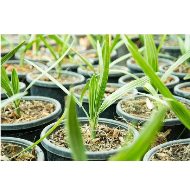 Advance Variety Seedling High Temperatures And Drought Elongated In Shape 30to90 cm Long Palm Phoenix Tissue Culture Date