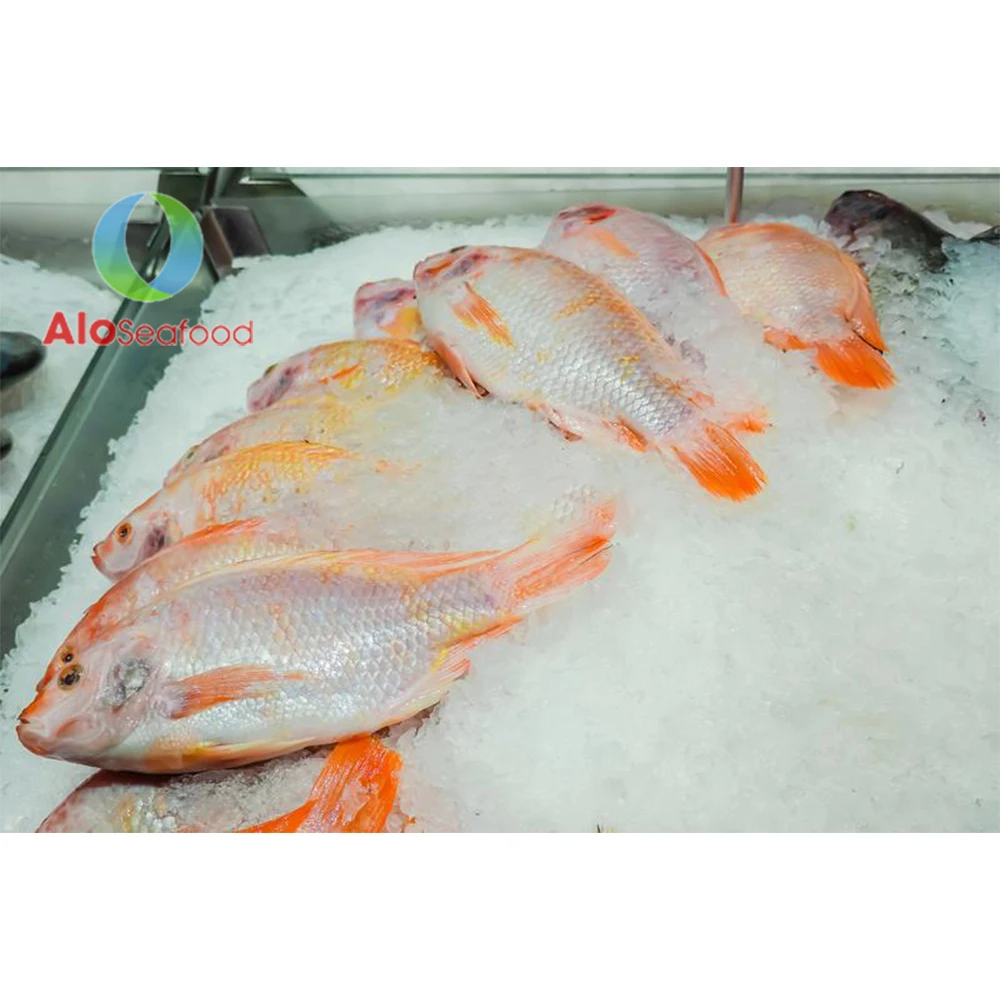 High Quality Frozen Whole Round Red Tilapia Fish From Vietnam