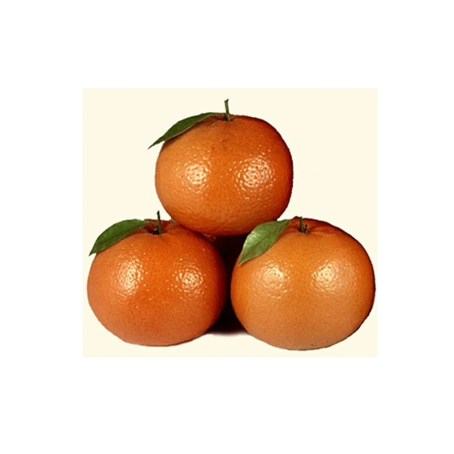 Refreshing and Scented Fresh Citrus Baby Mandarin Orange