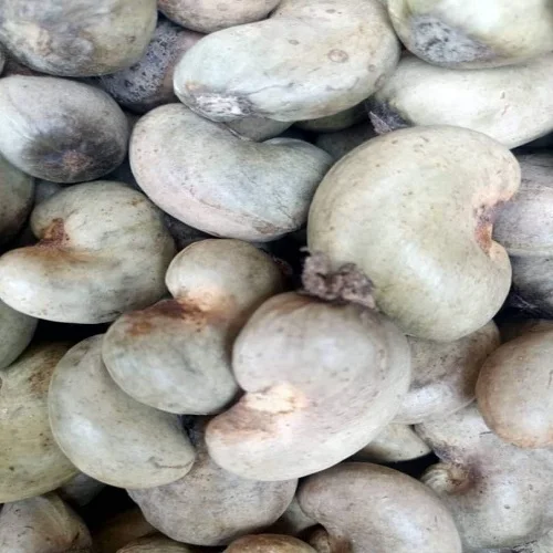 Organic W240 Cashew Nut Best Quality Cashew Nuts International Exporter