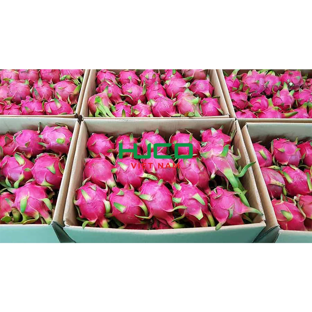 Fresh White Dragon Fruit from Vietnam with Best Price - High Quality for Export
