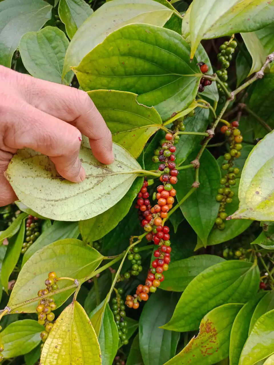 Wholesale Price Bulk BLACK PEPPER 100% Natural From Black Pepper Farming Business Best Quality Dried Black Pepper High Value OEM