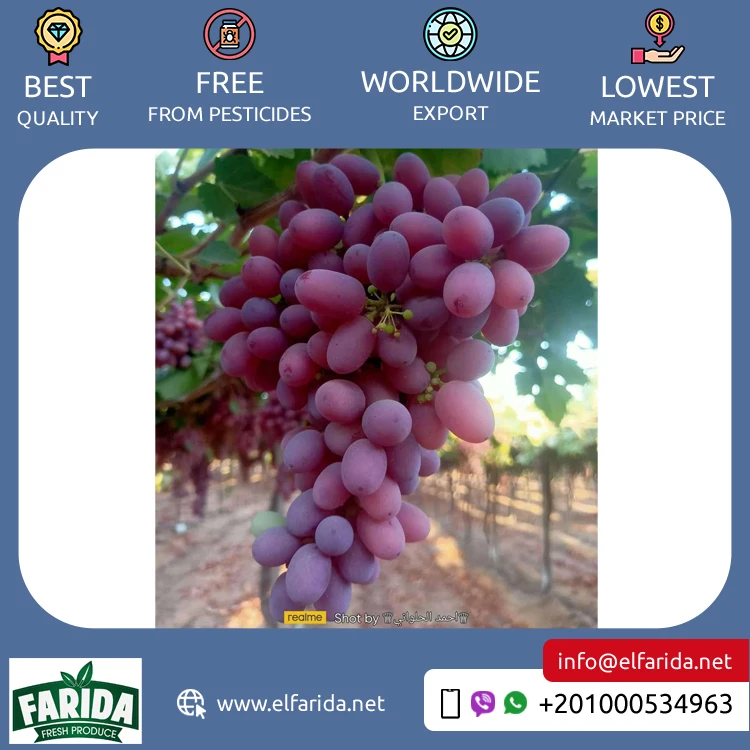 2024 Top Selling Excellent Quality Delicious and Sweet Taste Fresh Green Grapes Crimson Seedless Fresh Fruit Grape for Sale