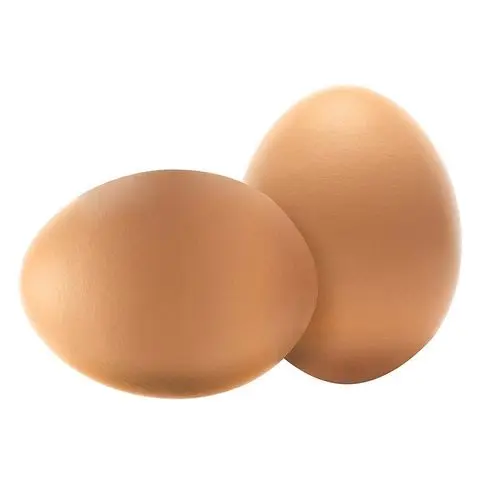 Organic Fresh Chicken Table Eggs & Fertilized Hatching Eggs USA origin