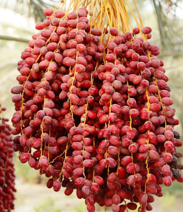 Dates Barhee Dates Organic Fruits Dates Yellow Fresh Fruits Other Fruit