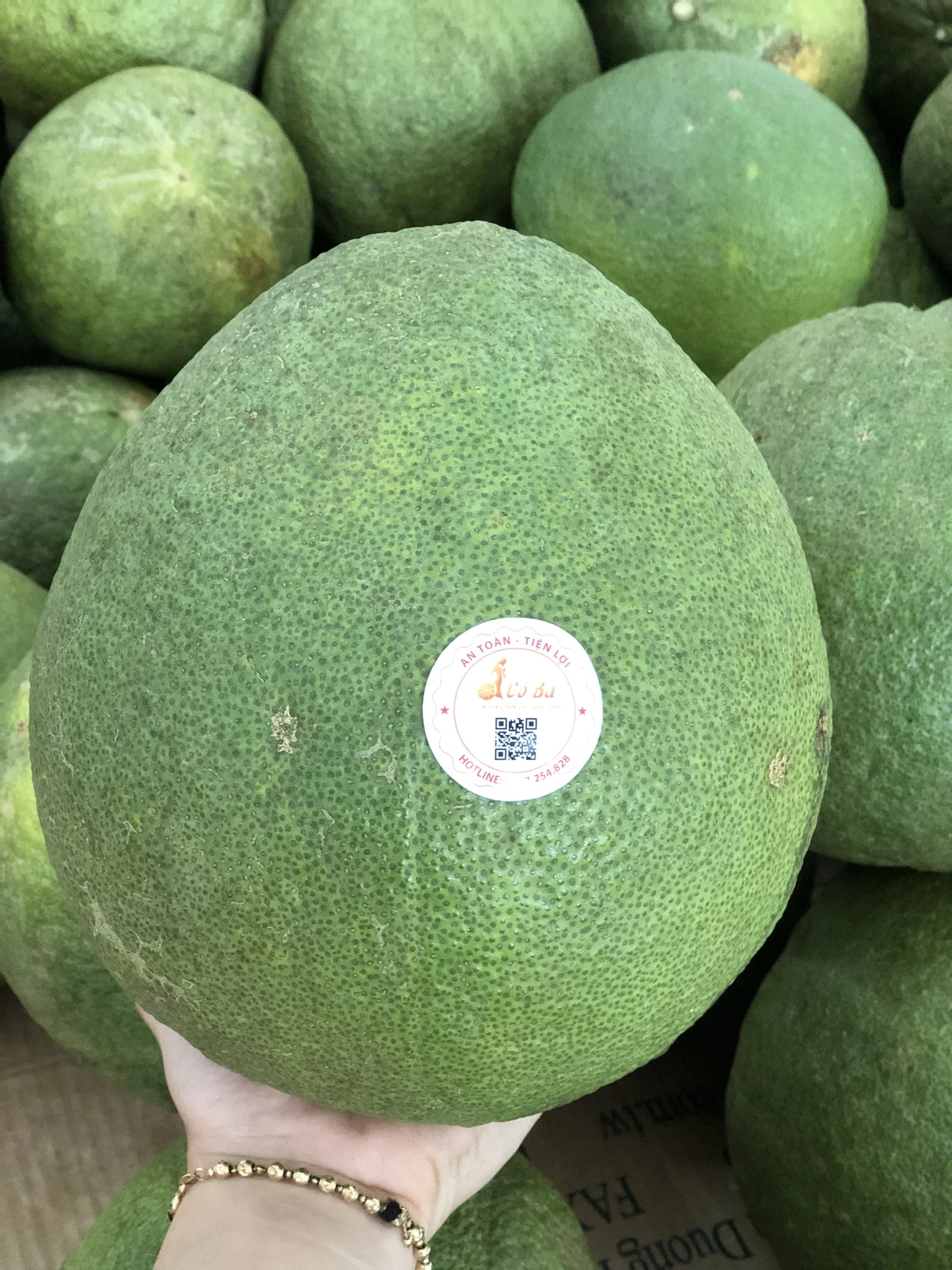 Vietnam top quality pink flesh pomelo new crop season