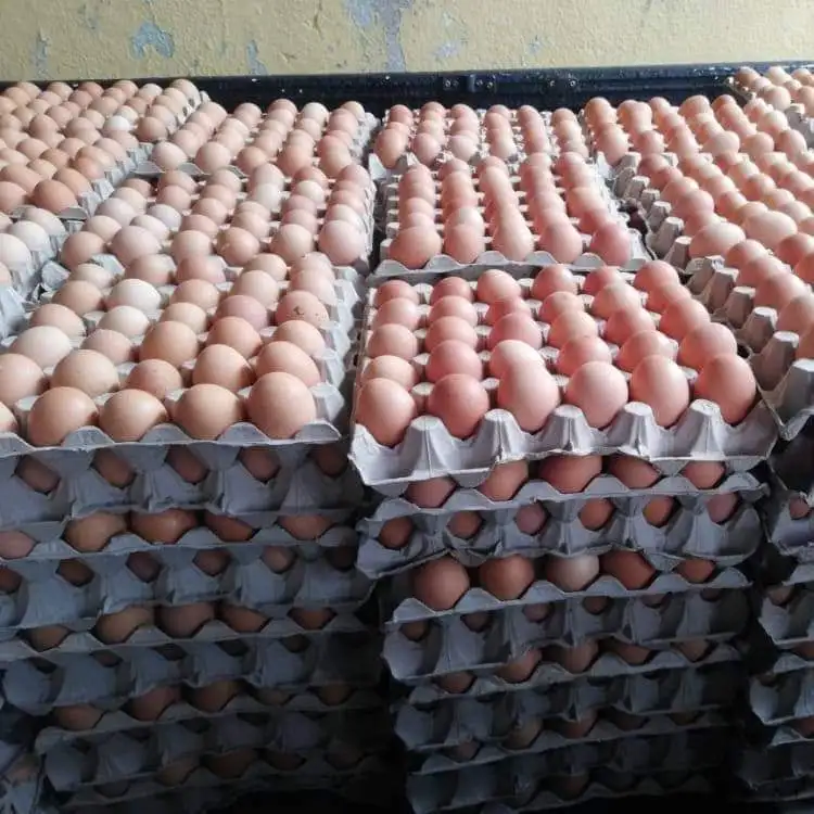 Свежие столовые яйца