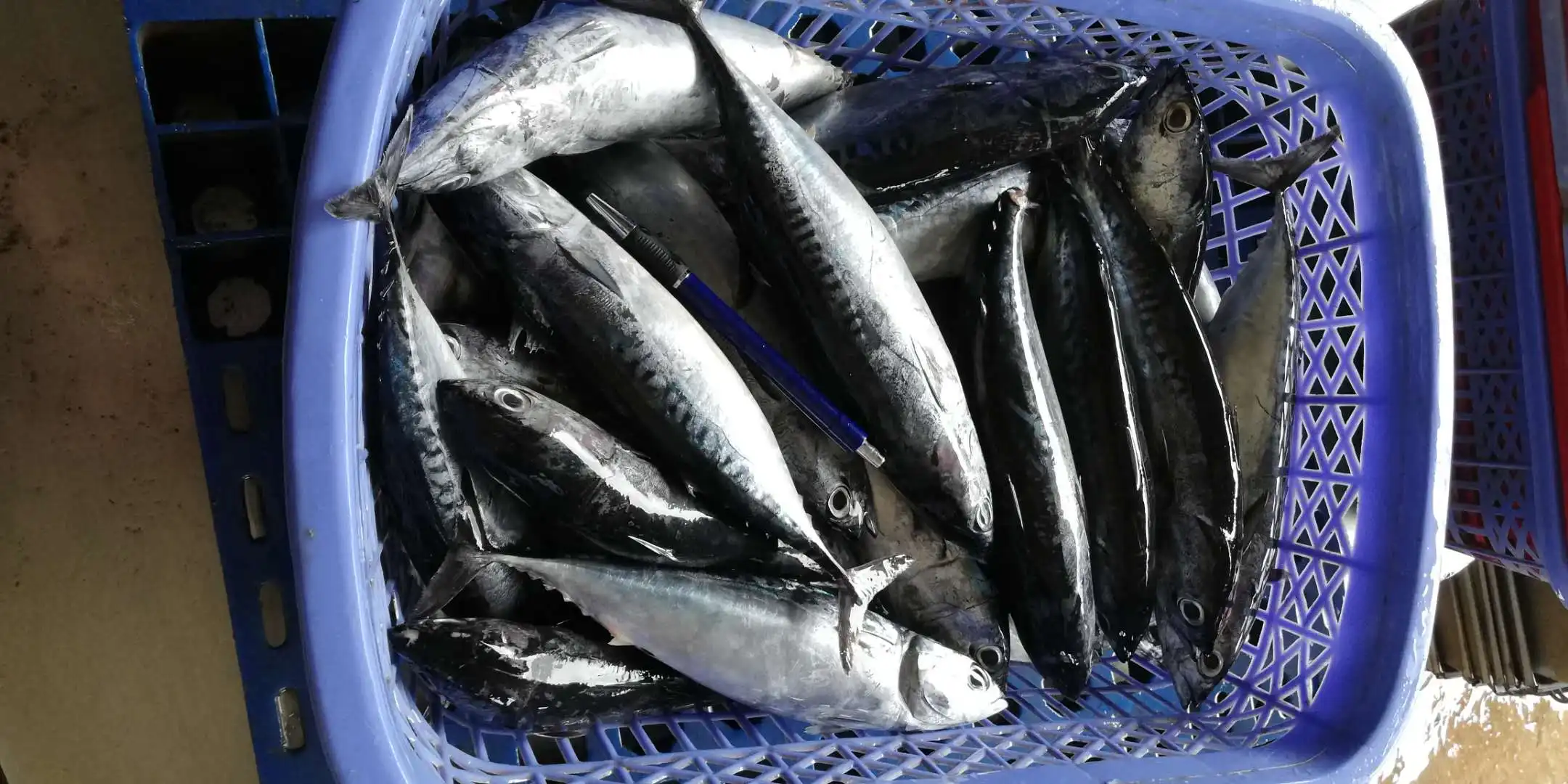 Storage Good Quality High Grade Package Custom Shape Whole Body bonito fish price Bod Auxis Rochei Bonito from Vietnam