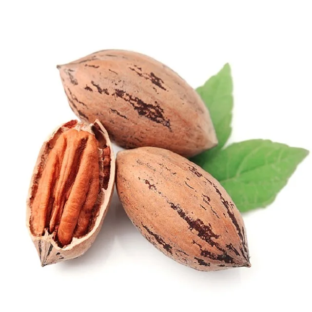Pecan Nuts Top Quality Grade Raw Organic Fresh Crop nuts of pecan nuts