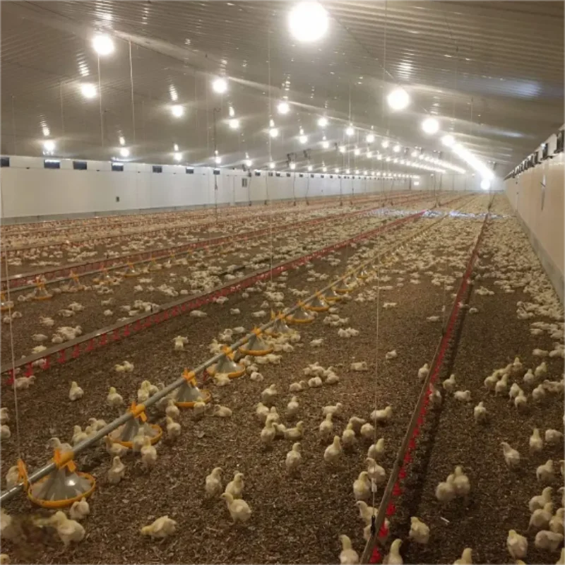 Thermal Insulation Air Convection Poultry Farming Animal Shed Steel Structure Building Chicken Cow House