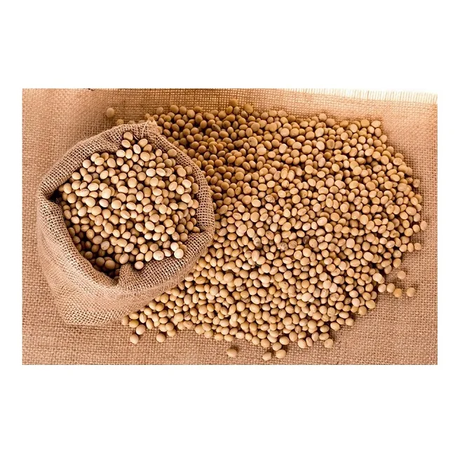 High Protein Yellow Soybean Soya Beans / Soy Bean For Sale