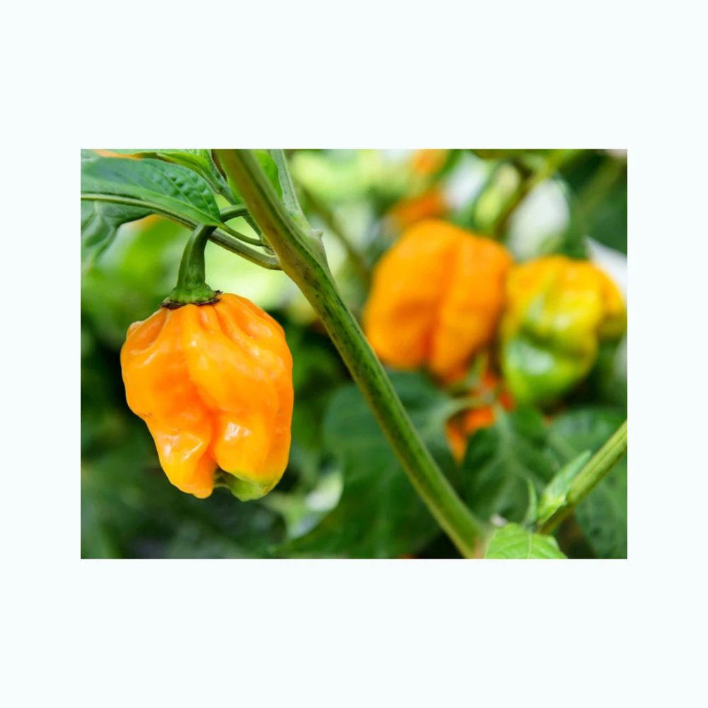 Dried Habanero Chili Peppers 4oz | Freshly Packed in Resealable Bag