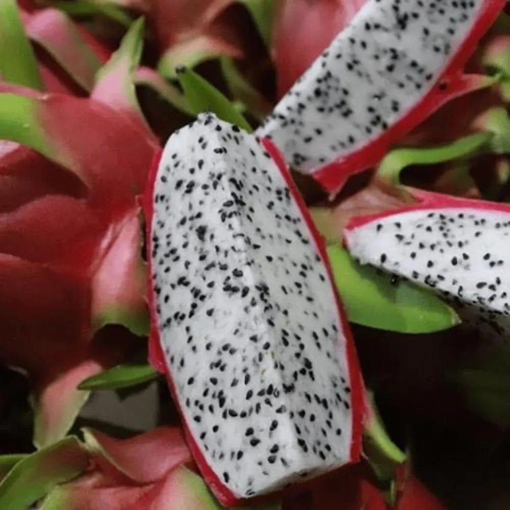 Fresh White Dragon Fruit High Quality Good Price Wholesales High Grade Best Dragon Fruit Ready To Ship