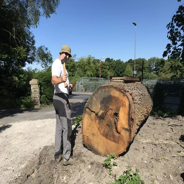 Dossier Timber Logs CRUDE WOOD AND PINE SPRUCE BIRCH OAK ASH LOGS/TIMBER