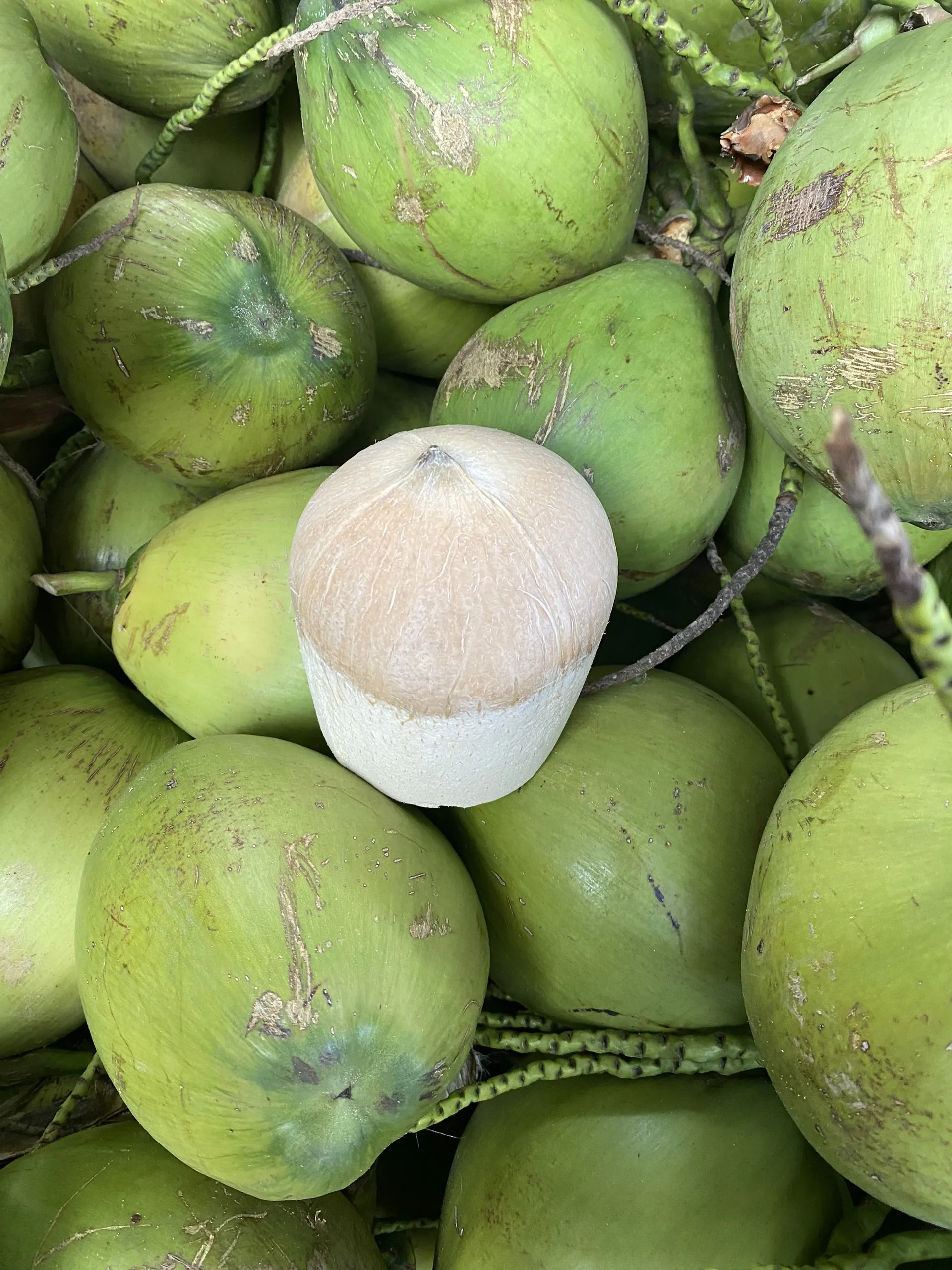 SEMI POLISHED COCONUT High Quality Sweet Flavor Natural Made In Vietnam Wholesale 2024 Natural Drinks  (tel 0084366808683)