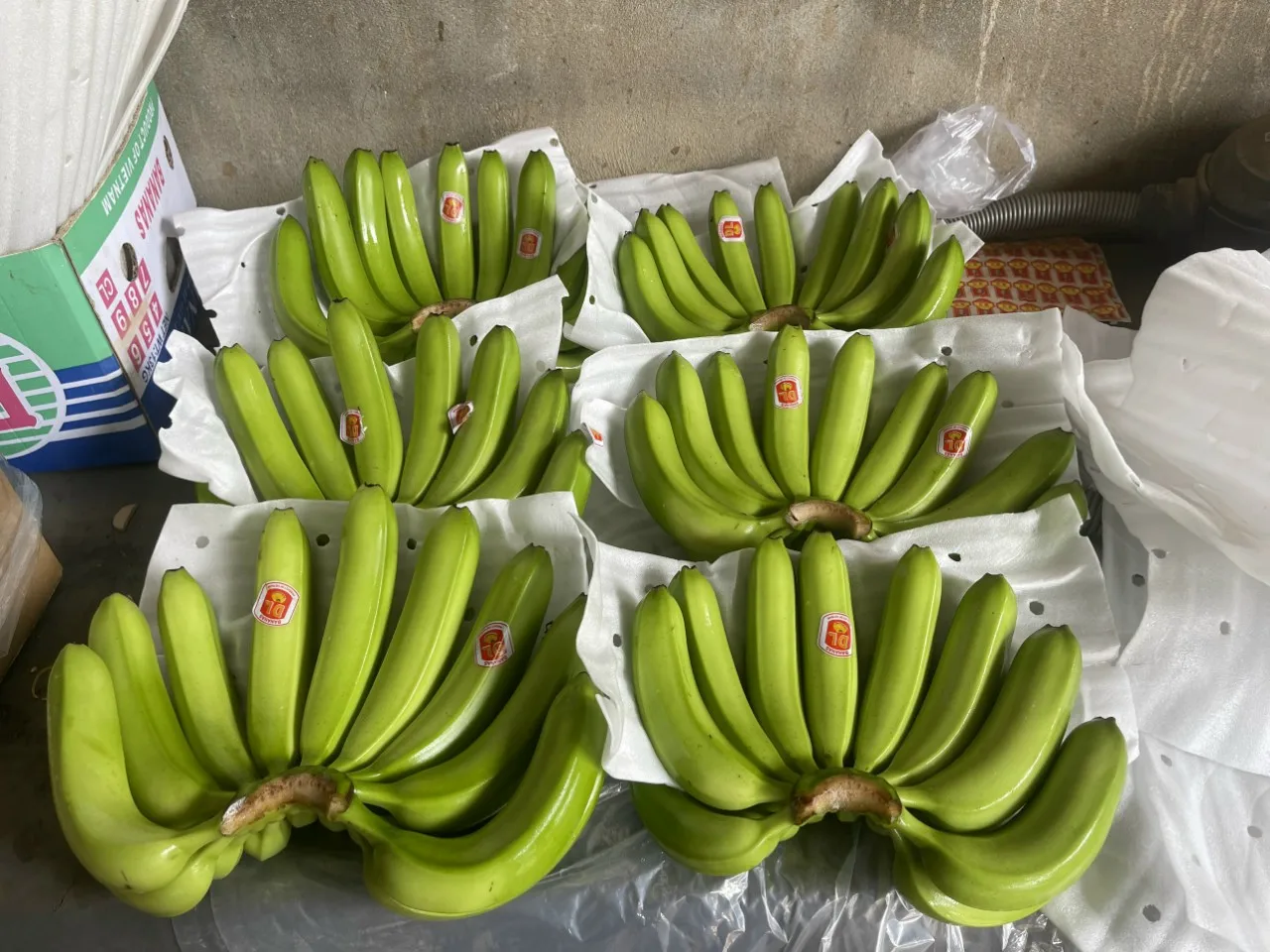 High-Quality Fresh Bananas, Sweet and Delicious, Ideal for Eating and Cooking, Premium and Natural, Bulk Supply and Wholesale