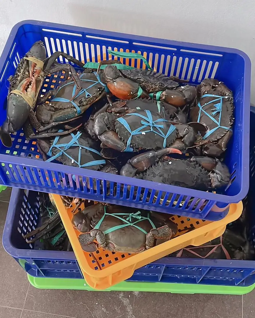 Cheap Premium Quality Exported Live Mud Crab Male Or Female Fresh Crabs For Wholesale Fresh Live Crab Live Mud Crab Live Seafood