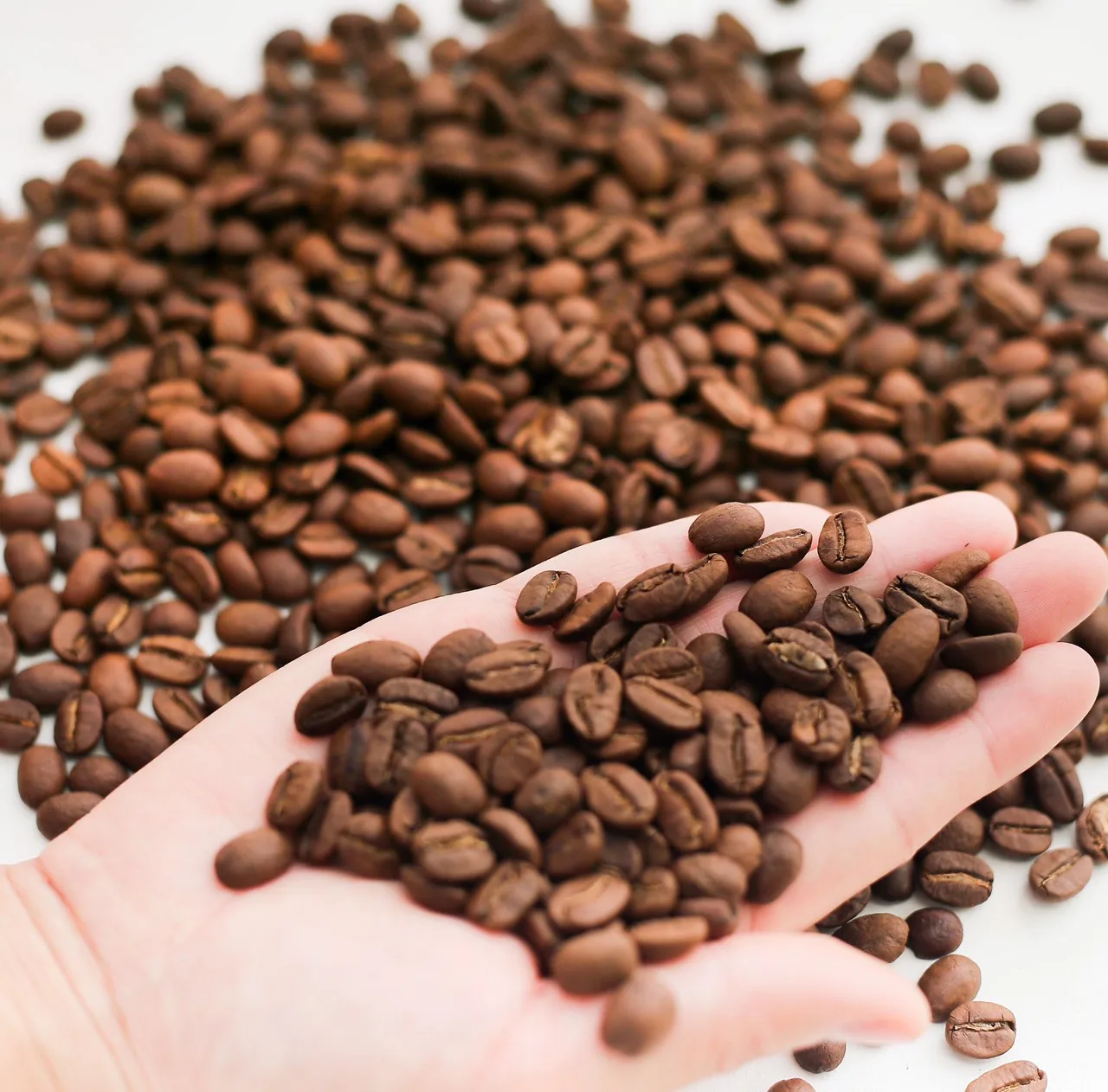 OEM Roasted Arabica Coffee Beans From Cau Dat Arabica Coffee In Vietnam