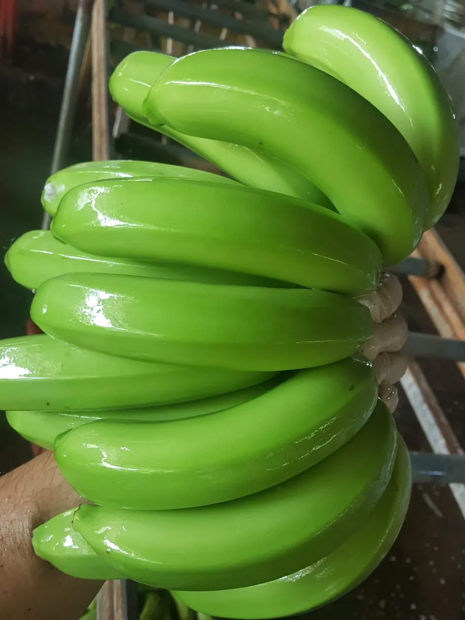 High quality Vietnamese fresh bananas exported to China Korea and Malaysia