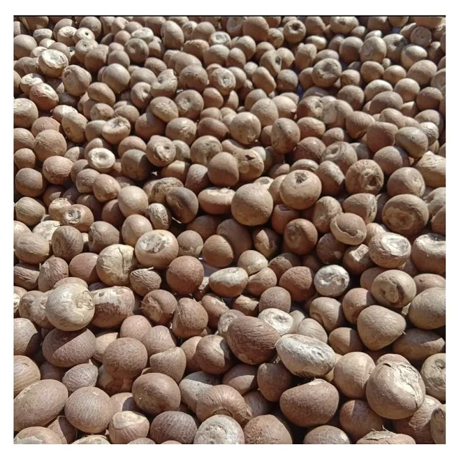 Rich nutrition Top quality organic High quality areca catechu dried betel nut